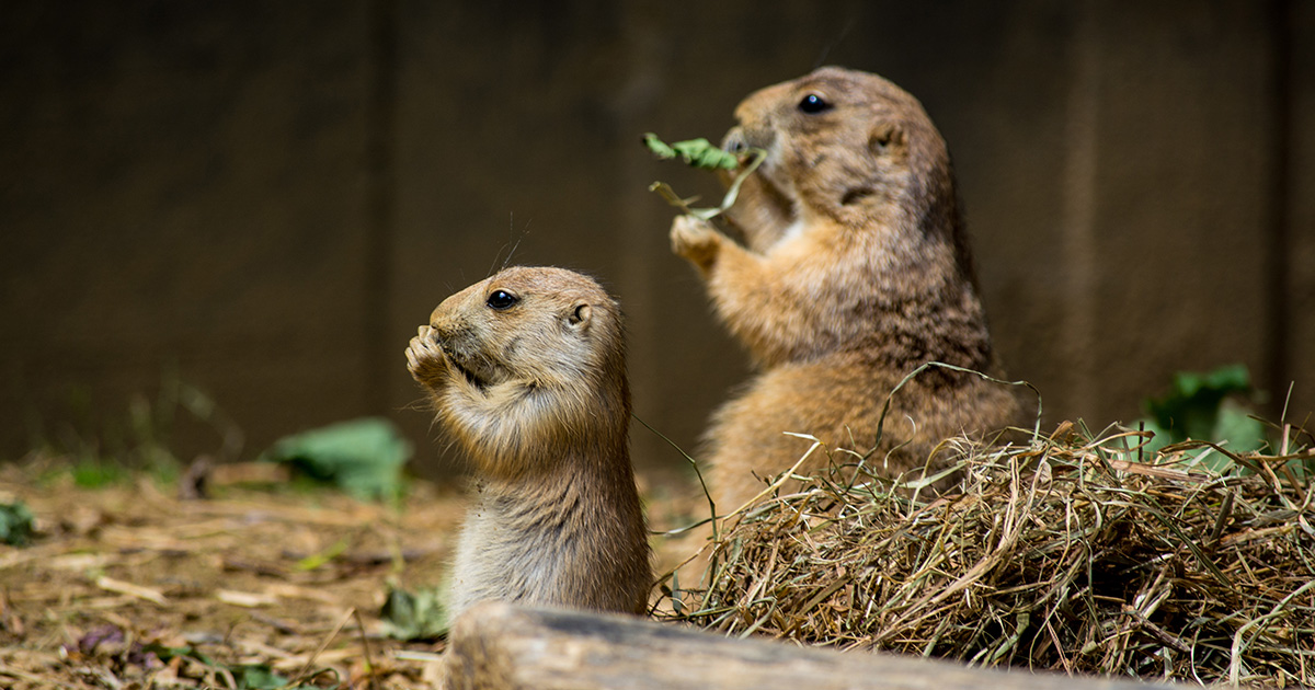 Do You Have Gophers in Your Yard? How to Identify the Problem and What to Do Next
